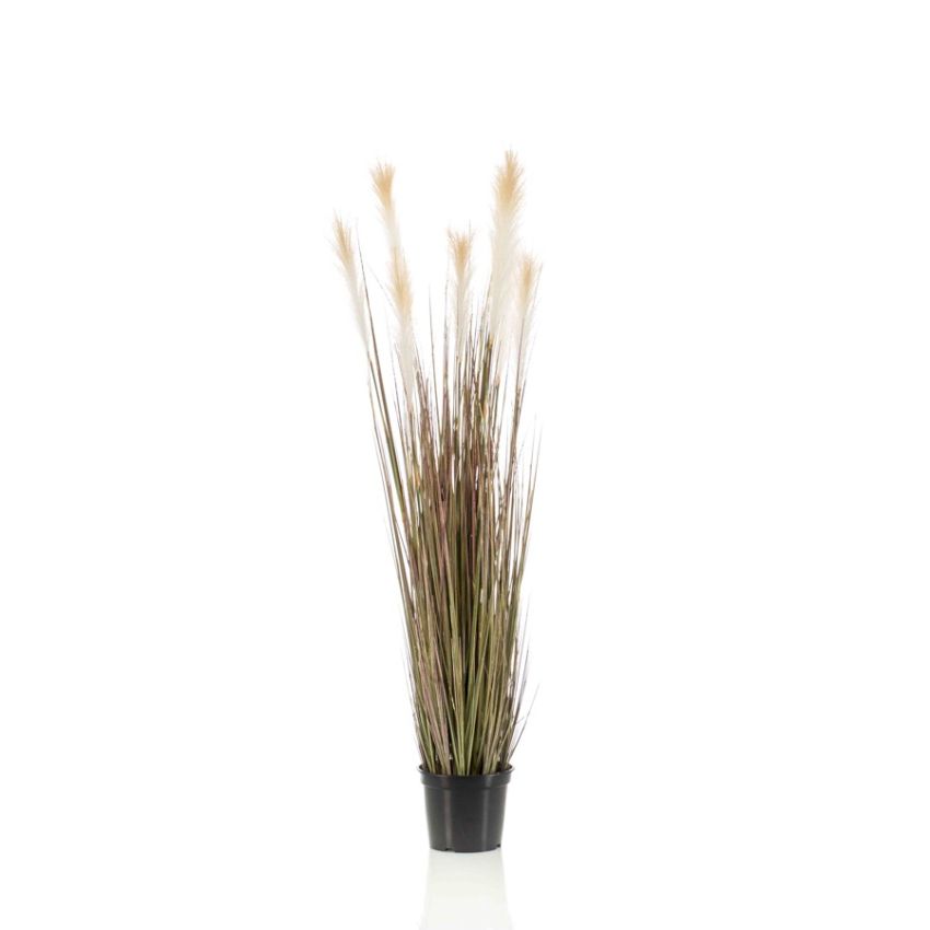 Pampas grass 120cm
