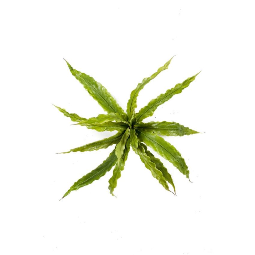 Fern asplenium bush 30cm