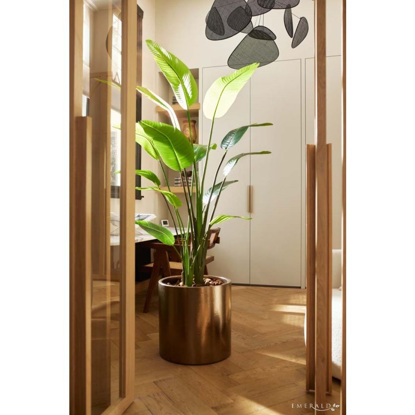 Strelitzia nicolai plant 180cm