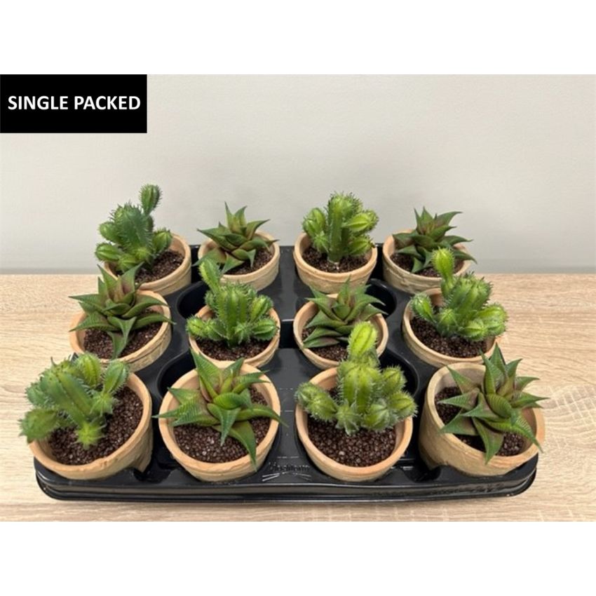 Succulent mix in tc pot (12pcs)