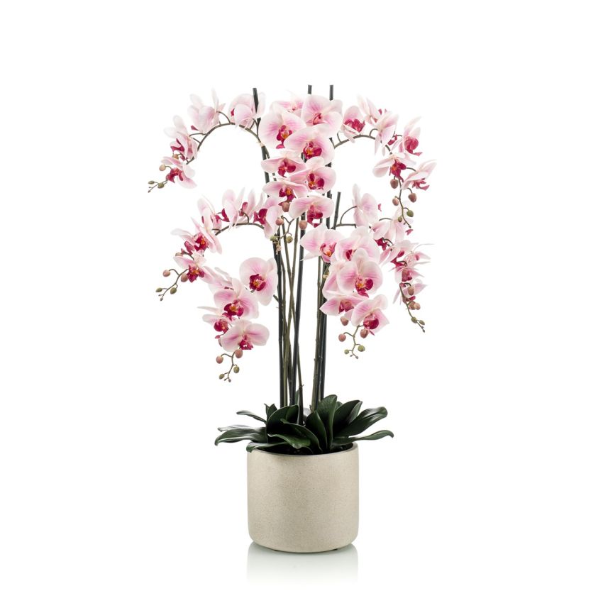 Phalaenopsis plant pink in ceramic pot 100cm