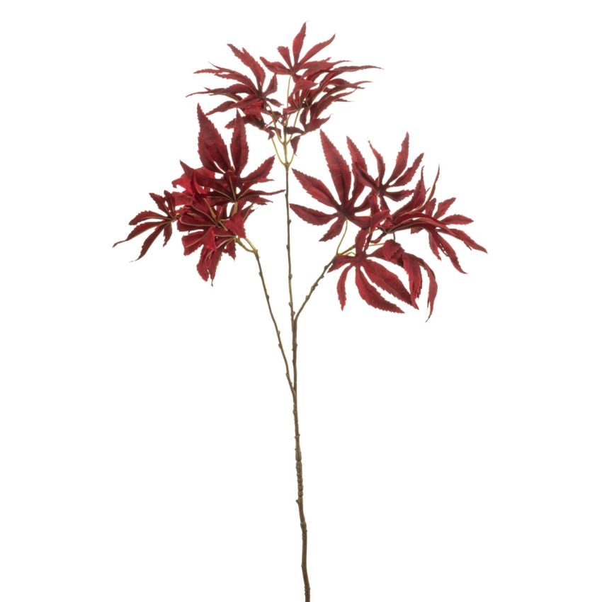 Acer japonese spray red 70cm