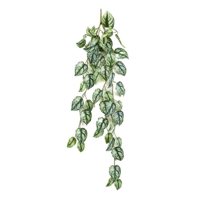Scindapsus pictus hanging spray green 85cm