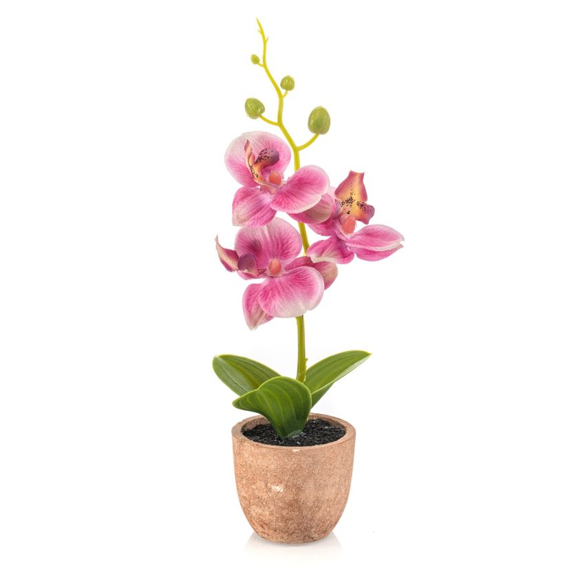 Phalaenopsis mini pink in pot 20cm