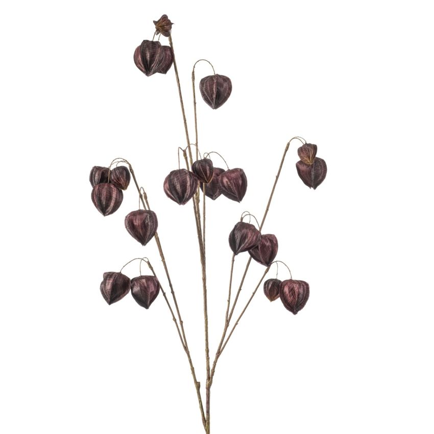 Physalis spray x10 purple 110cm