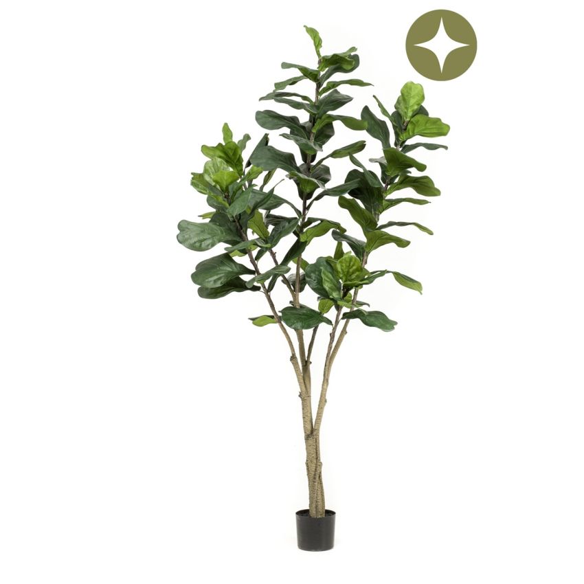 Ficus lyrata tree 210cm (knock down packing)