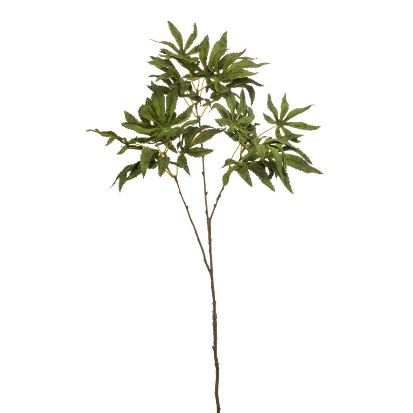 Acer japonese spray green 70cm