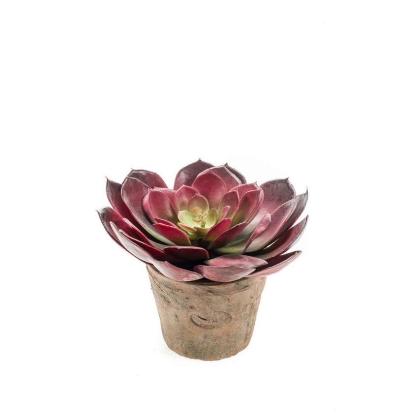 Echeveria pelusida bush d20cm burgundy in tc pot aged round 11cm