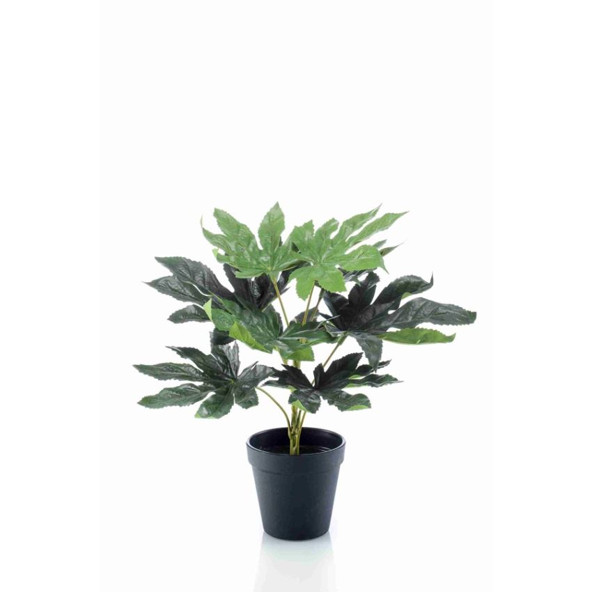 Fatsia in pot 30cm