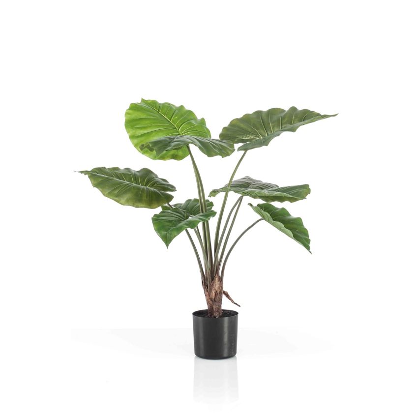 Alocasia plant in pot 70cm