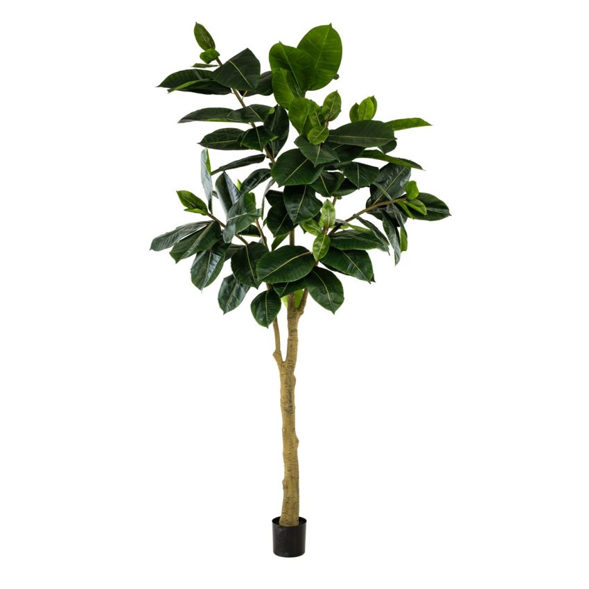 Ficus elastica tree 300cm (knock down packing)