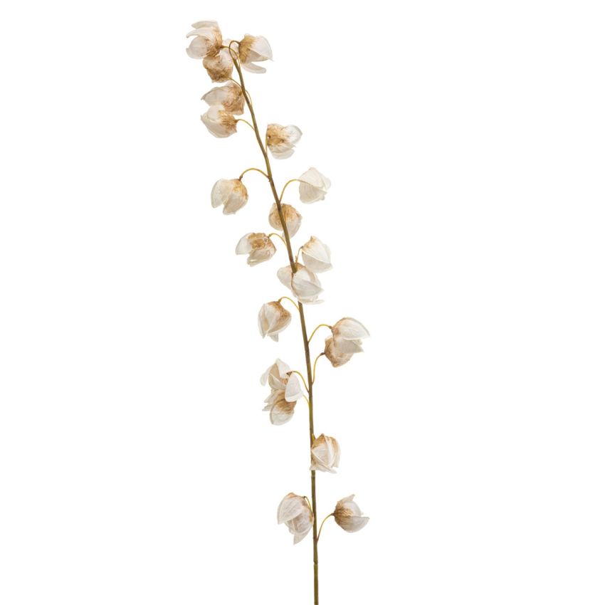 Physalis spray cream 130cm