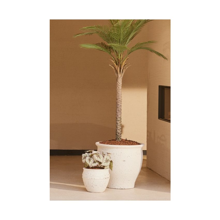 Begonia leaves bush UV grey/purple 25cm