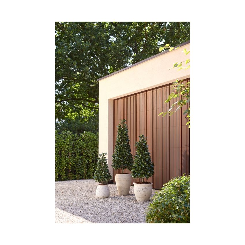 Laurel pyramid UV in pot 150cm