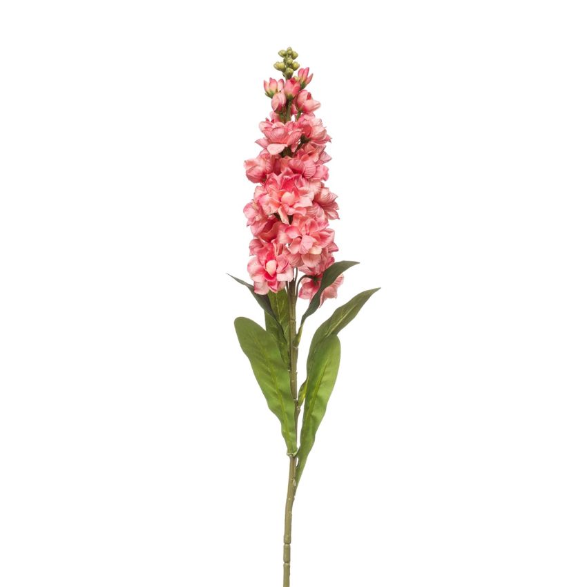 Matthiola spray coral 80cm