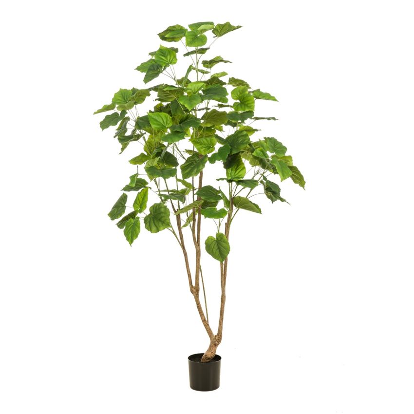 Ficus umbellata tree 180cm