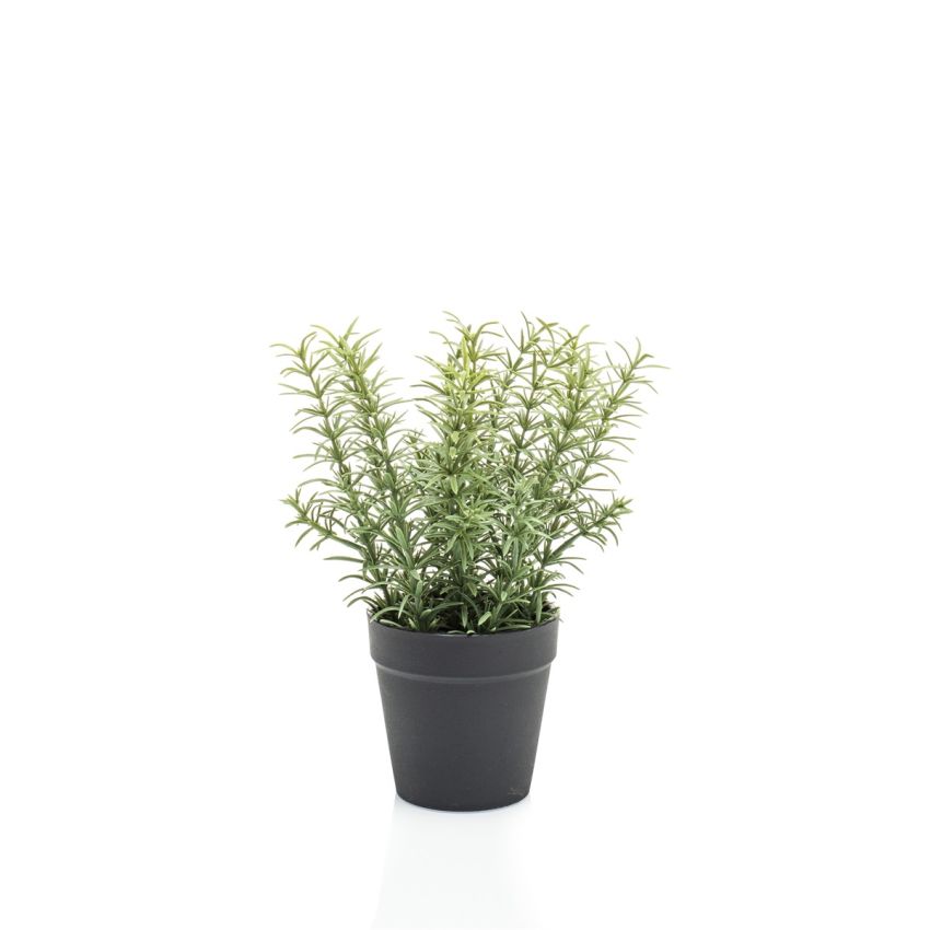 Thyme in pot 22cm