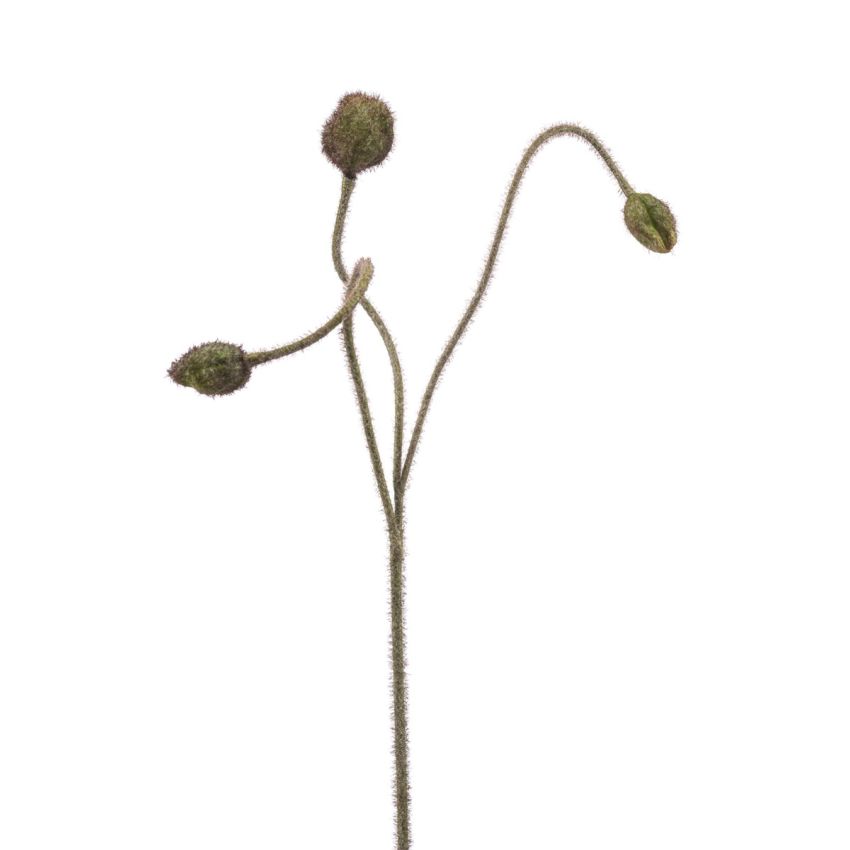 Poppy seed spray green 75cm