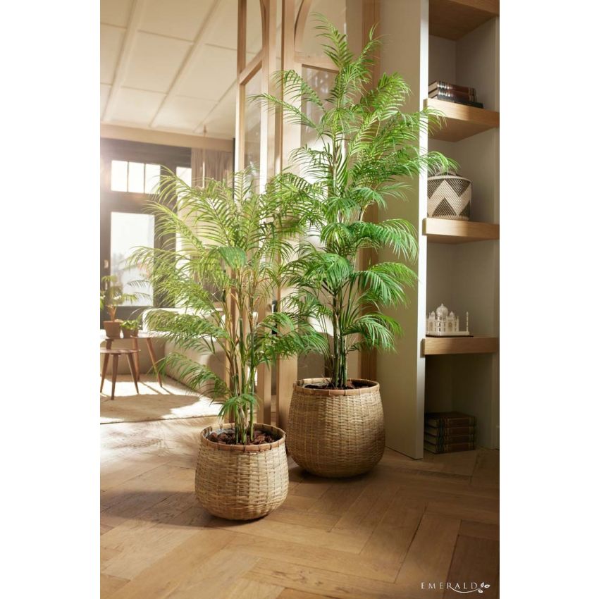 Palm chamaedorea 120cm