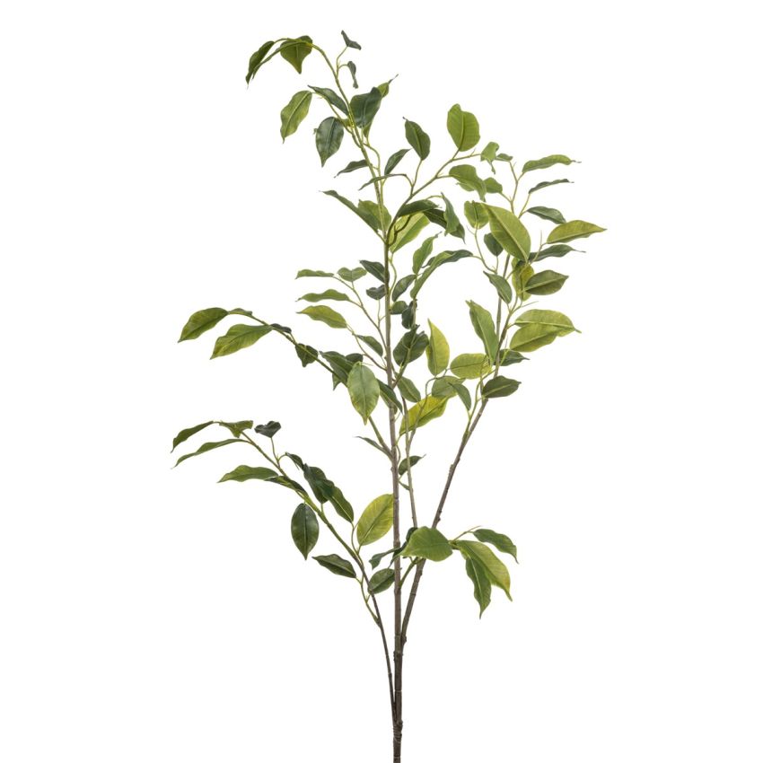 Ficus spray green 110cm