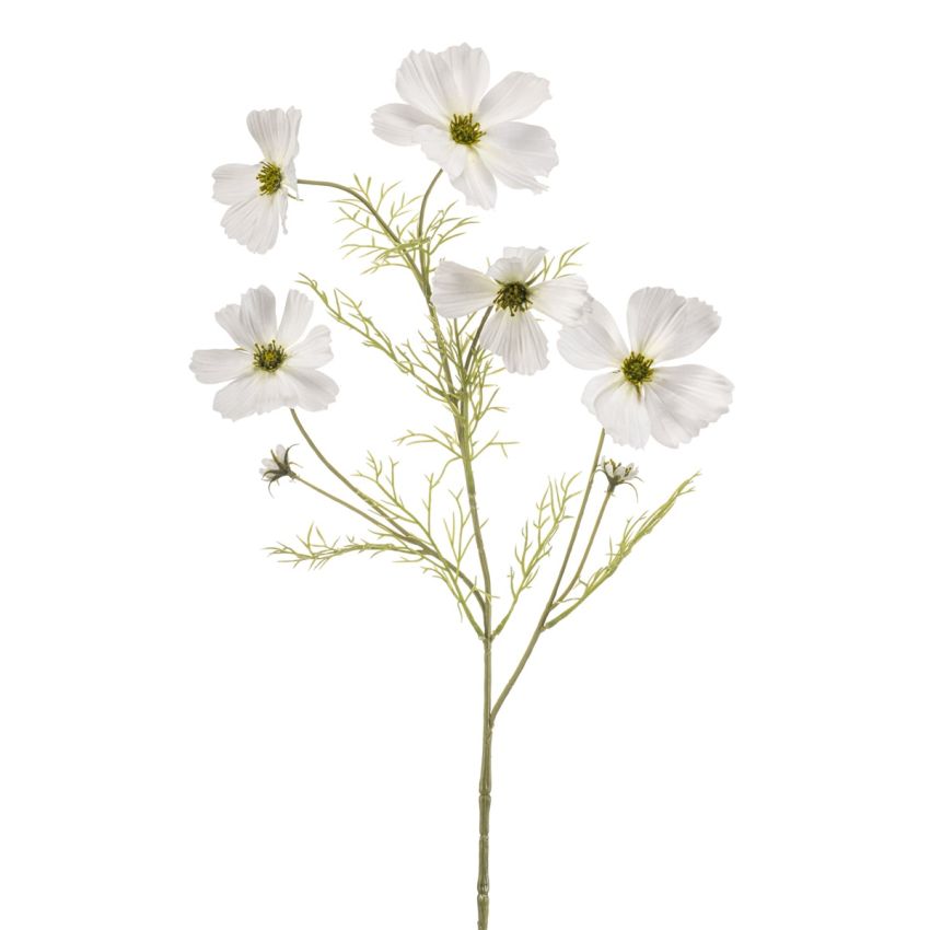 Cosmos spray white 75cm