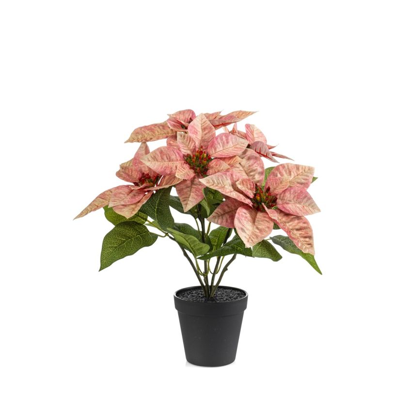 Poinsettia bush peach 38cm in black pot