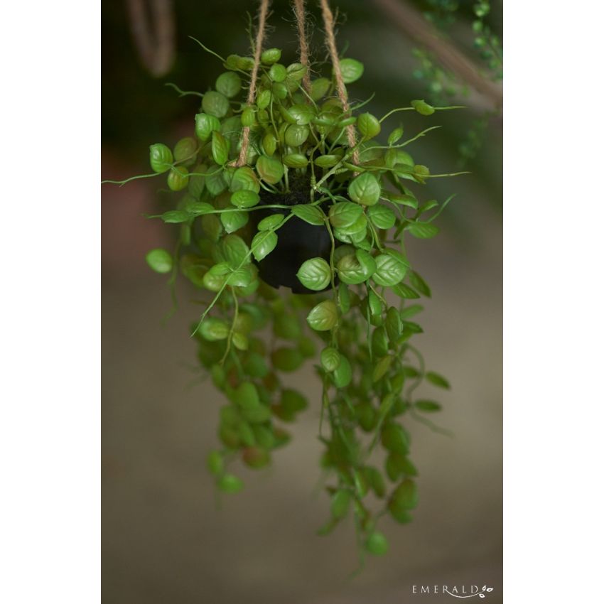 Ceropegia hanging in pot 65cm