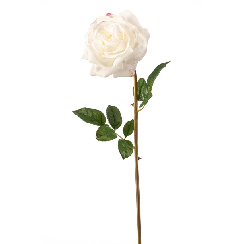 Rose chloe RT spray cream 68cm