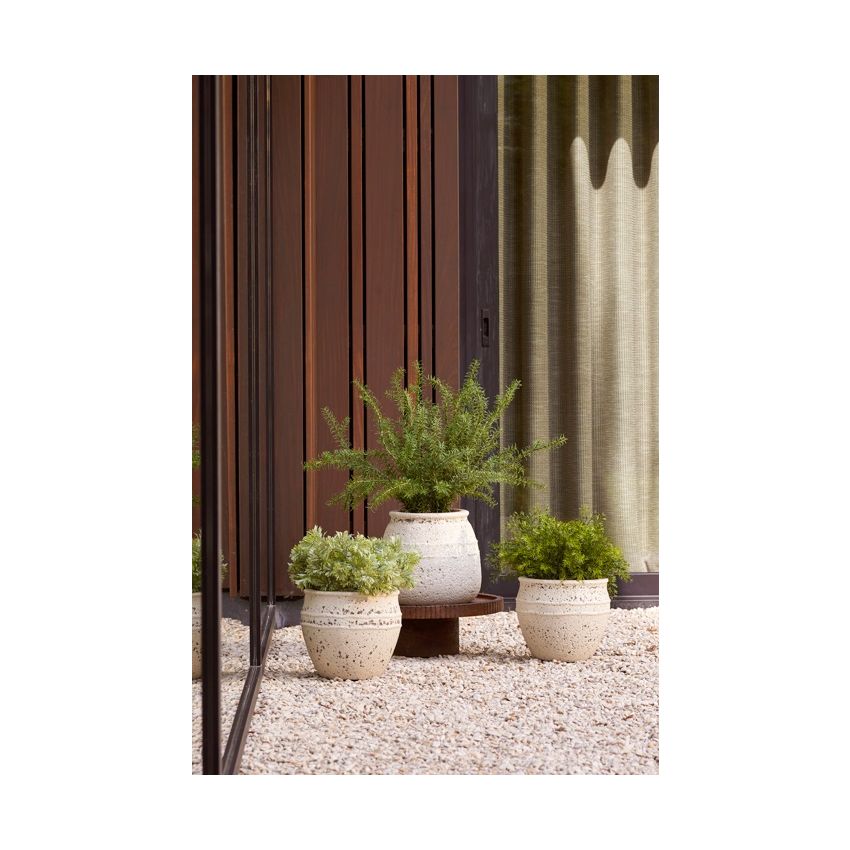 Rosemary bush UV 35cm