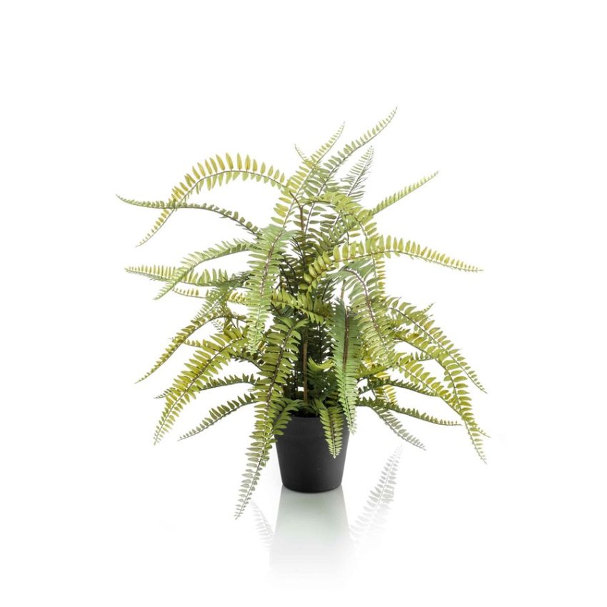 Fern boston in pot 70cm