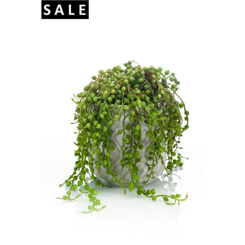 Senecio in pot cement 15cm