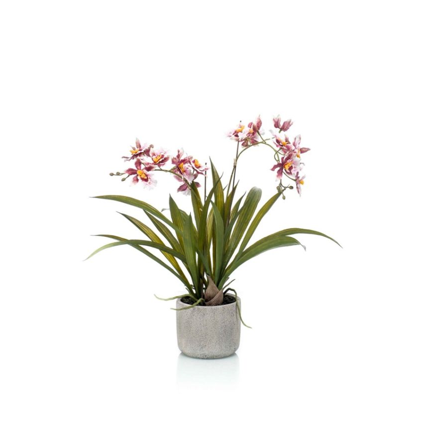 Oncidium burgundy in ceramic pot 45cm
