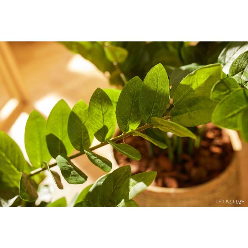 Zamioculcas plant 70cm