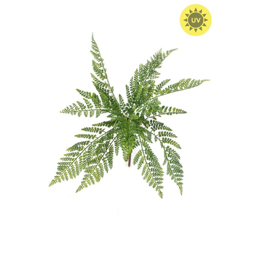 Fern asplenium bush UV 55cm