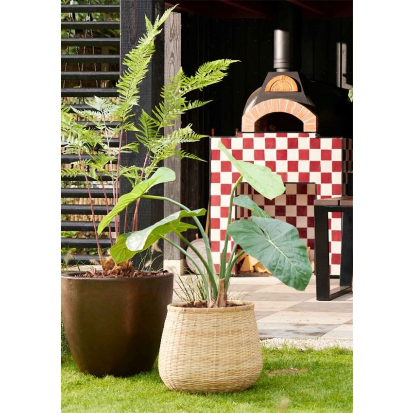 Fern pteridium plant x7 150cm