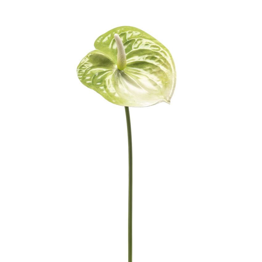 Anthurium spray green 65cm