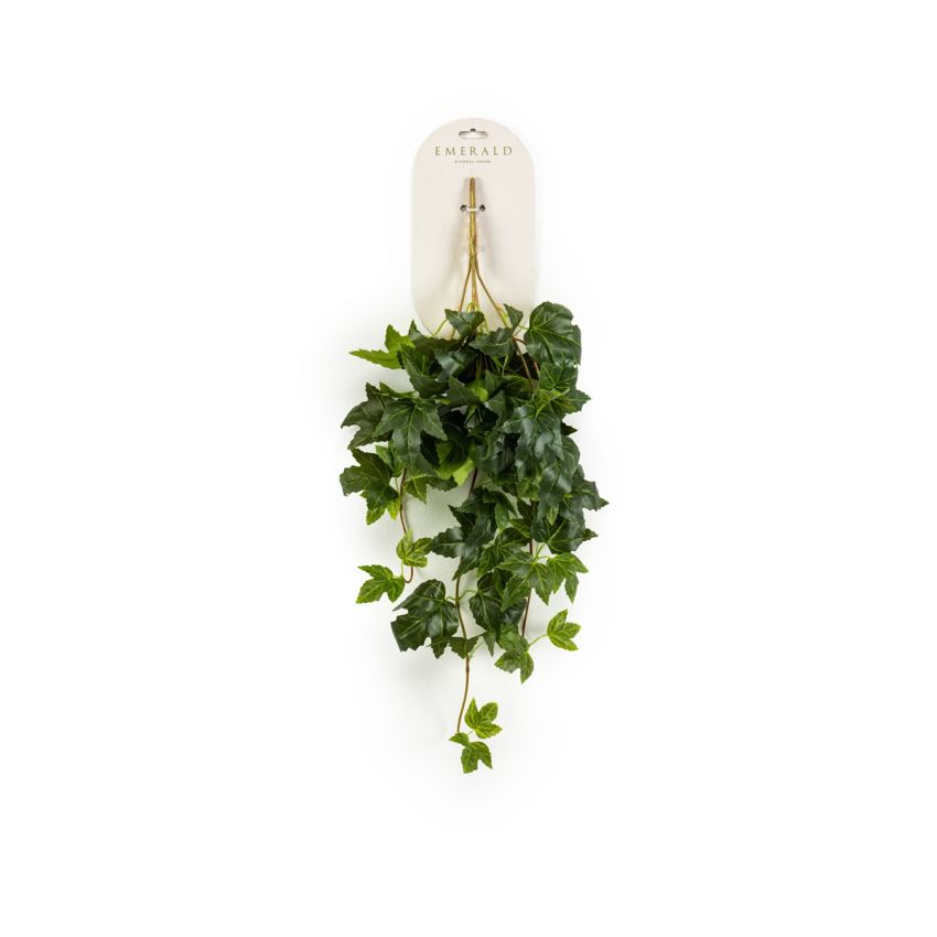 Cissus hanging bush 65cm