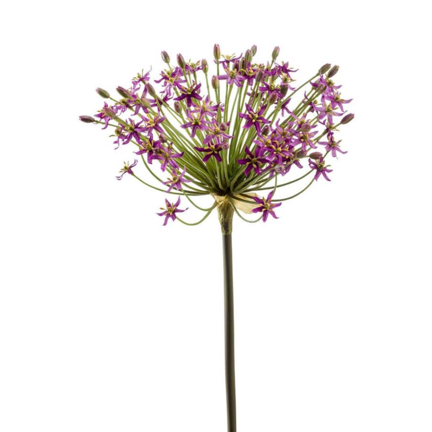 Allium spray dk purple 90cm