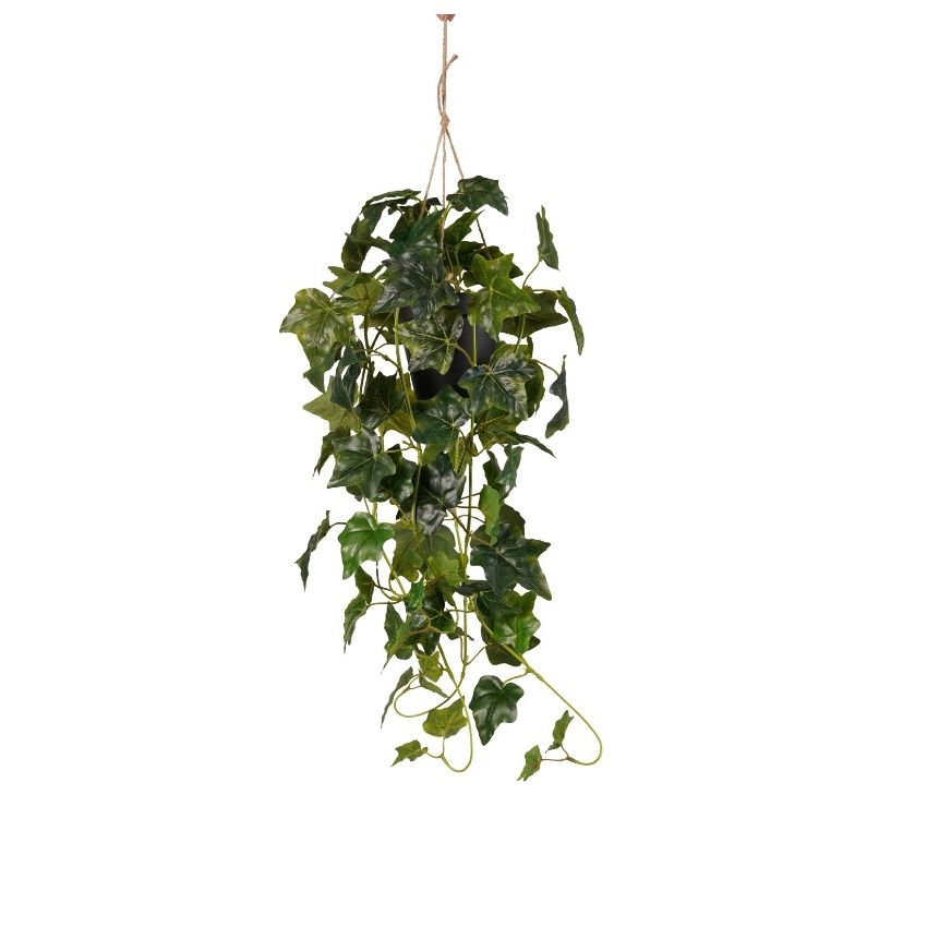 Ivy hanging bush green in pot 70cm