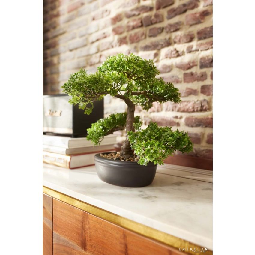 Ficus mini bonsai on plate 32cm