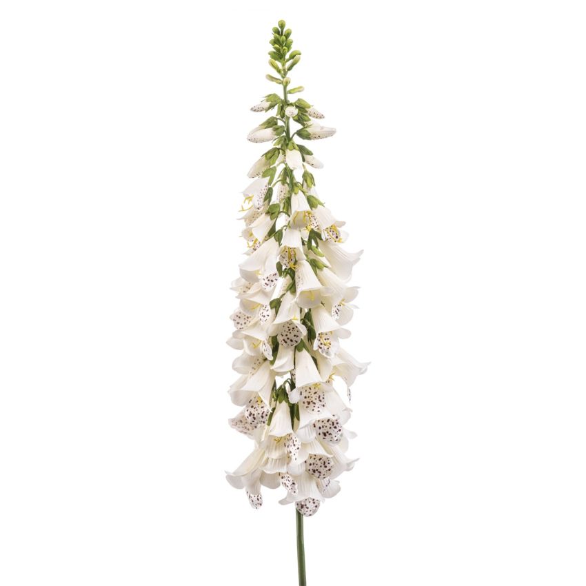 Digitalis spray cream 120cm