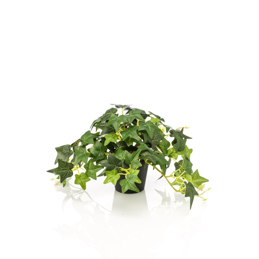 Ivy green in pot 19cm