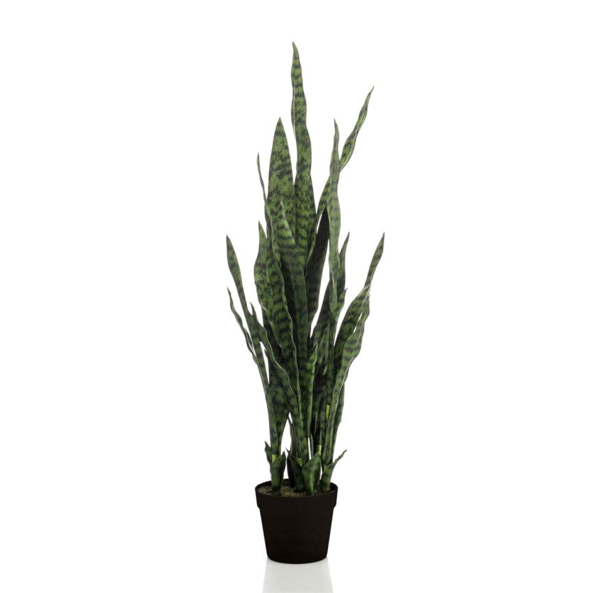 Sansevieria dk green in pot 97cm