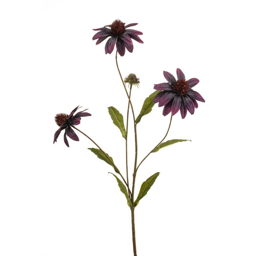 Rudbeckia spray purple 70cm