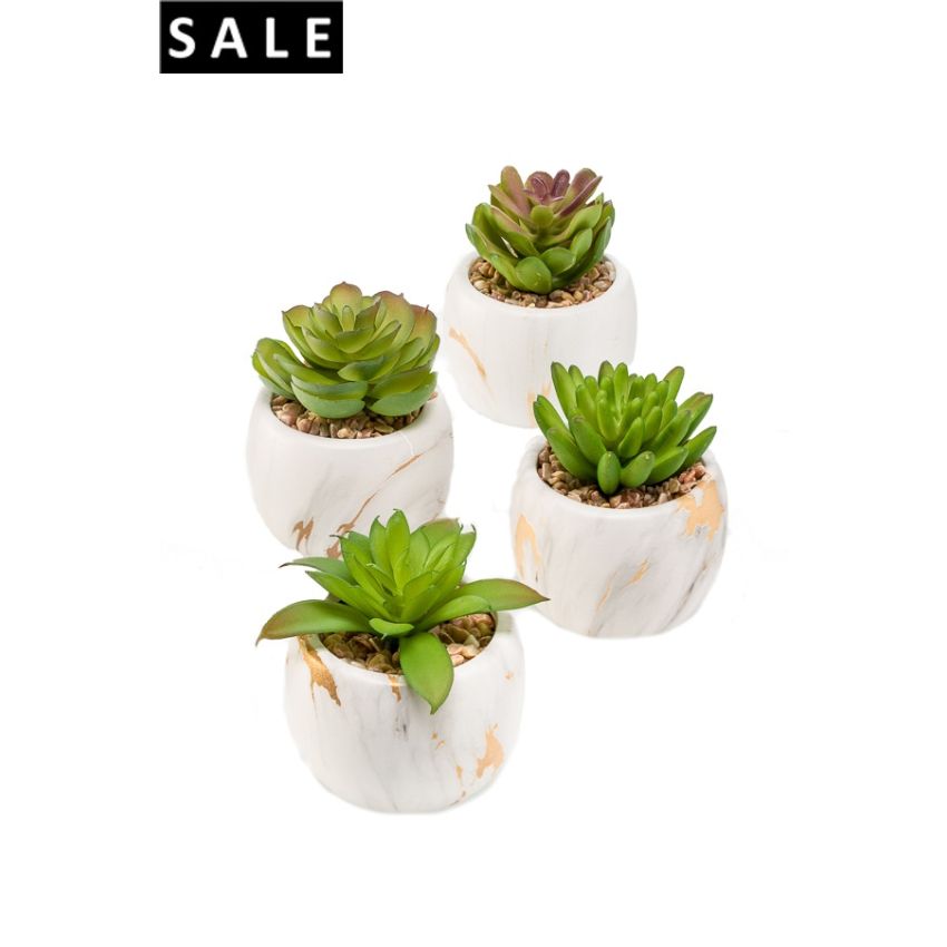 Succulent mix x4 in marble pot 10cm