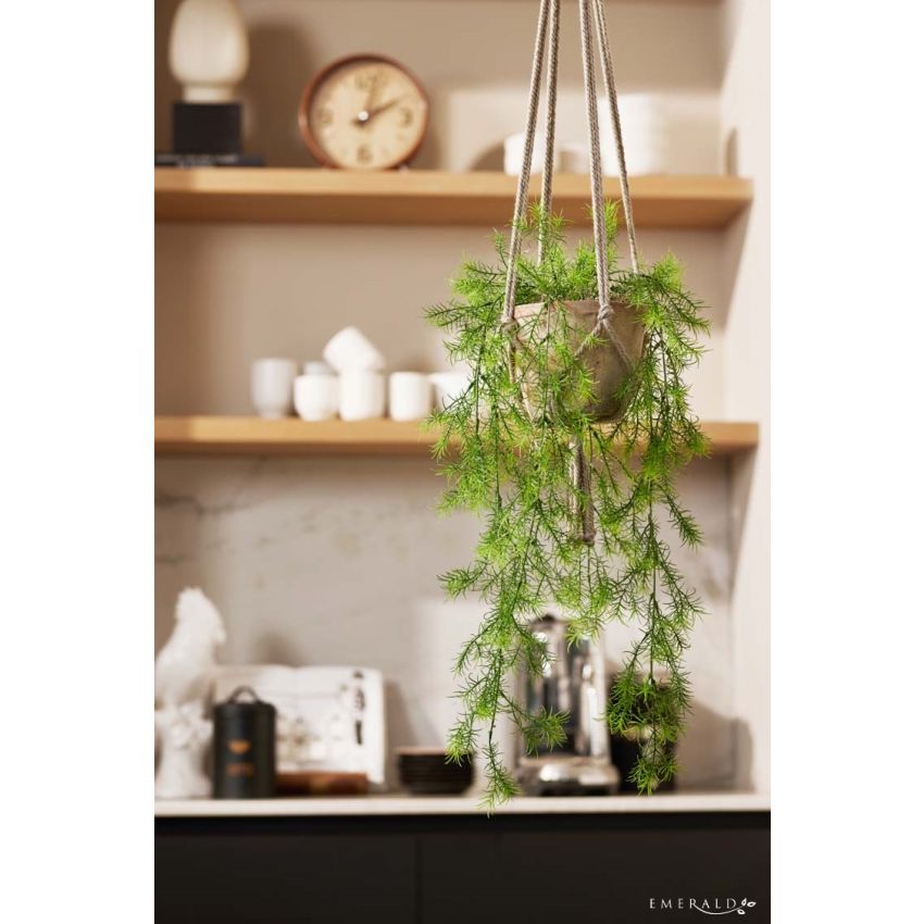 Asparagus sprengeri hanging in tc pot aged 105cm