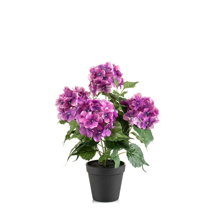 Hydrangea bush fuchsia 40cm in black pot