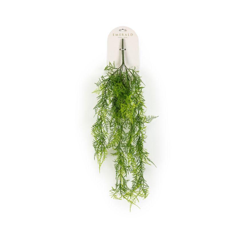 Asparagus plumosus hanging bush 80cm