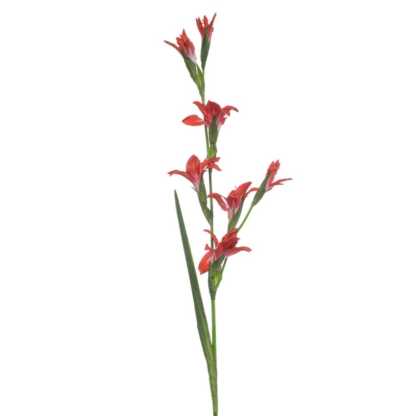 Gladiolus spray coral 104cm