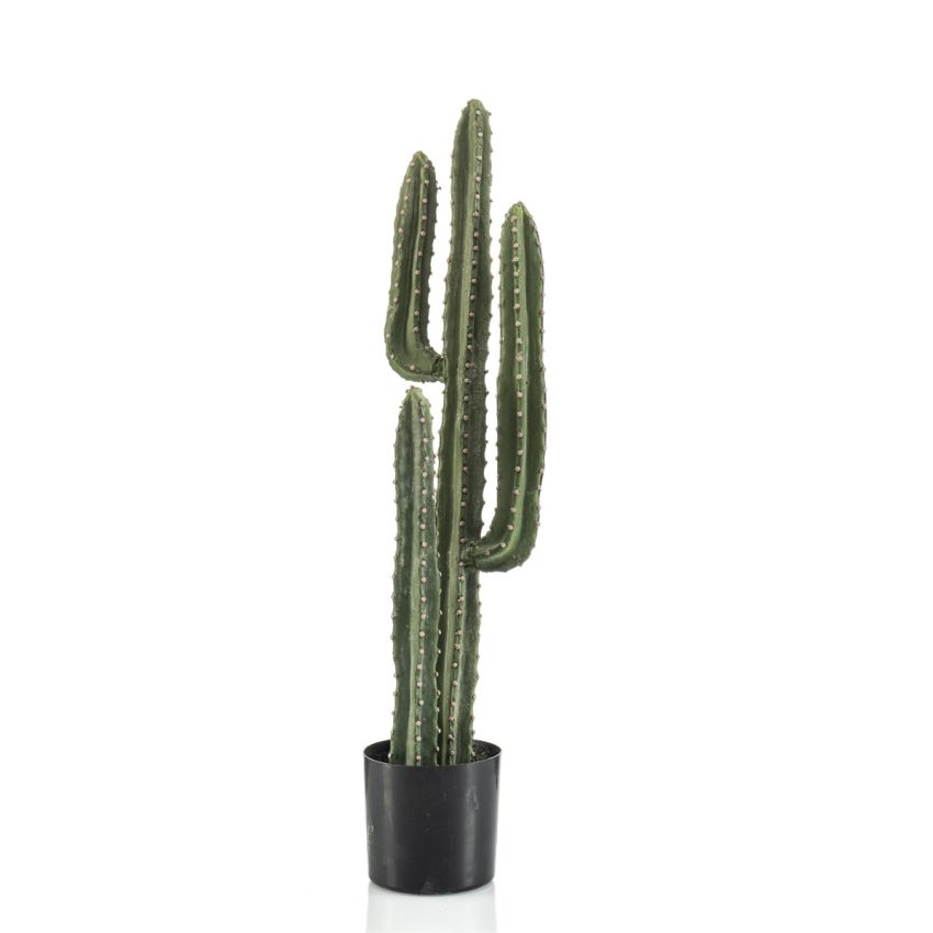 Cactus euphorbia canariensis 75cm